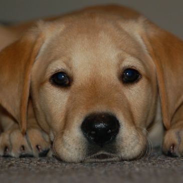 Start teaching me right from the start!